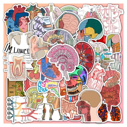 Anatomy Diagram Sticker Set